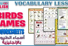 أسماء الطيور بالعربية والإنجليزية للمبتدئين بالصوت والصورة