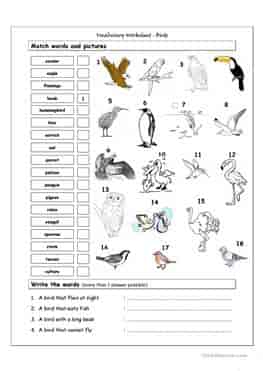 vocabulary-matching-wordsearch-ESL-EFL-downloadable-printable-worksheets-practice-exercises-and-activities-to-teach-about-birds-picture-dictionaries
